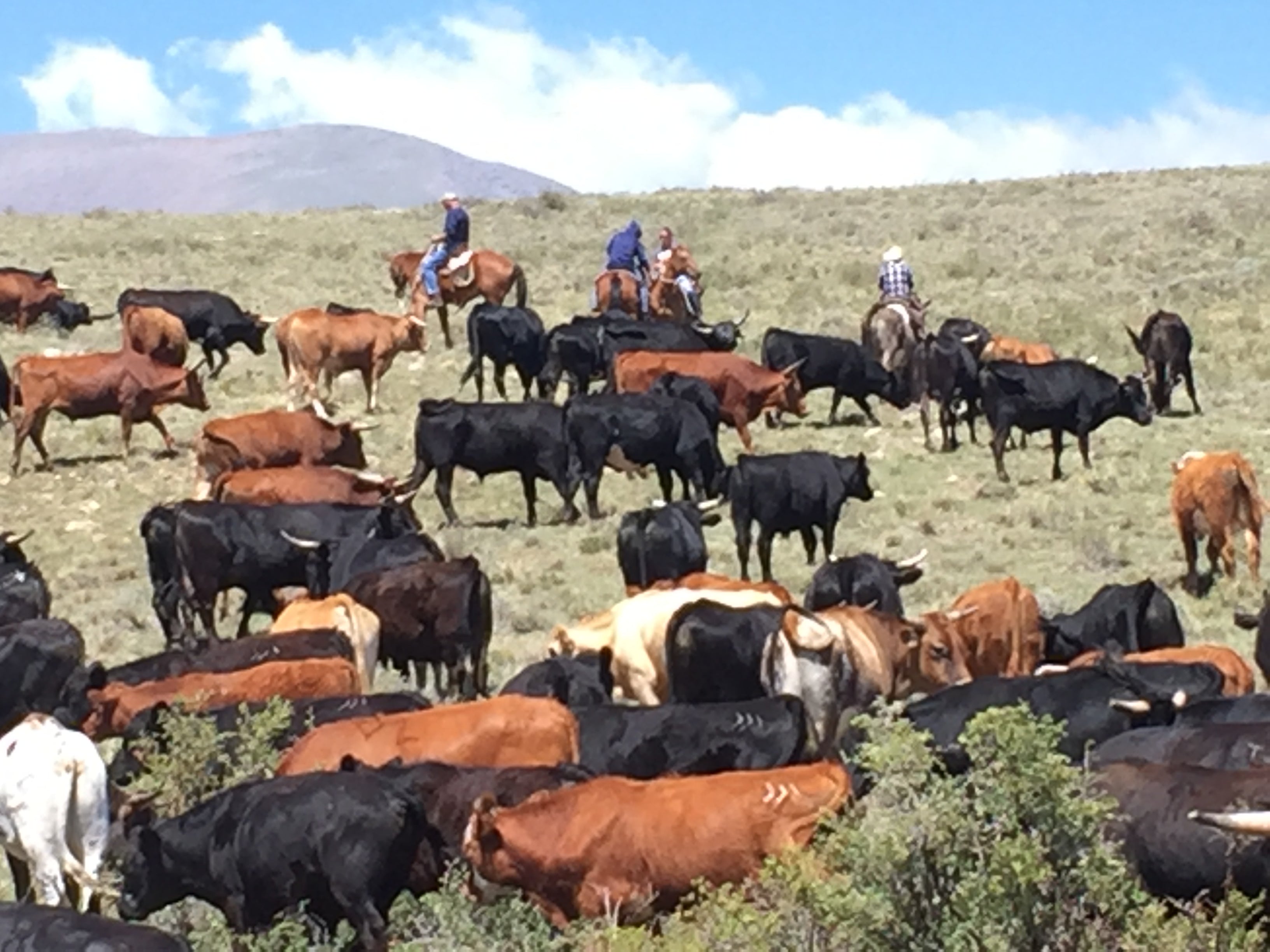Pregnant or Not, Ranch Lingo, and 5 Year Old on Horseback