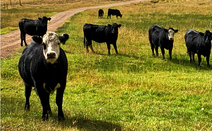 The Cattle's Journey: Caution, Real Beef Photos Inside