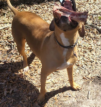 Load image into Gallery viewer, 2025 FREE Dog Bones
